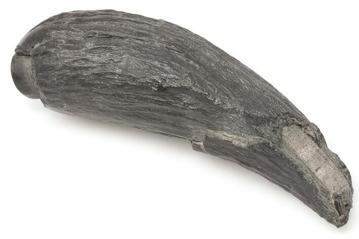 5" Fossil Sperm Whale (Scaldicetus) Tooth - South Carolina